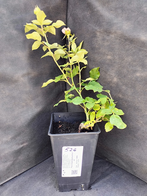 Роза спрей Джульетта